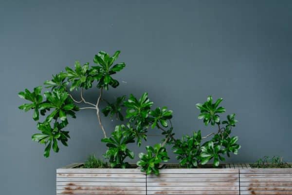 Plant