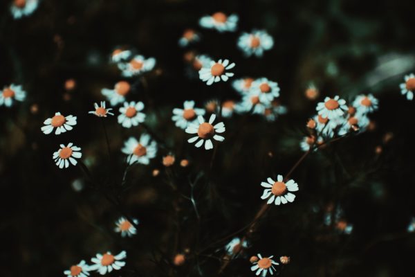Chamomile