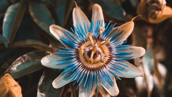 Passion fruit