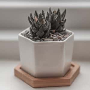 Plants
