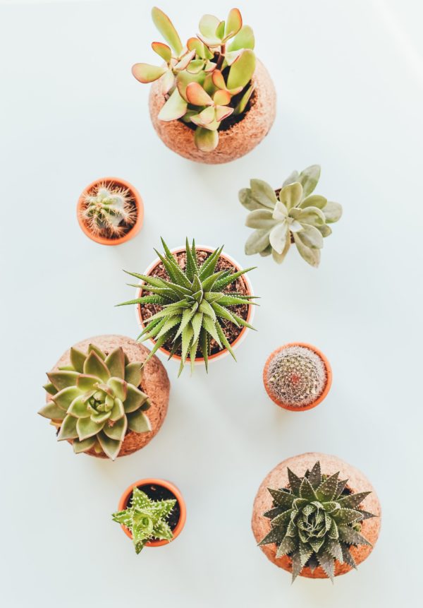 Plant
