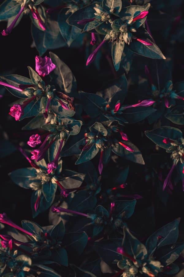 Plant
