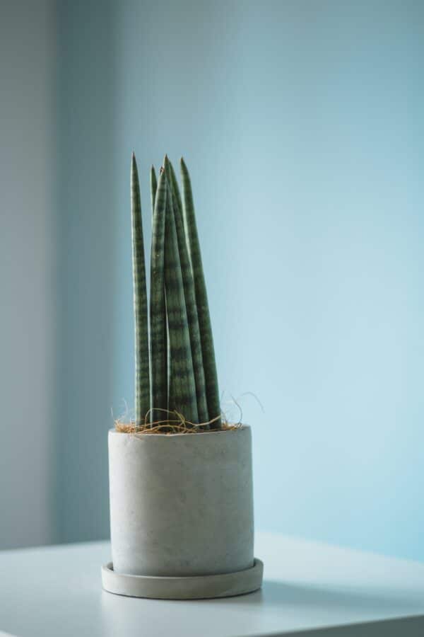 Plant -St. George's Spear