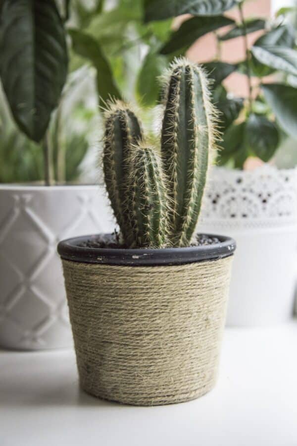 Plant -Cacto