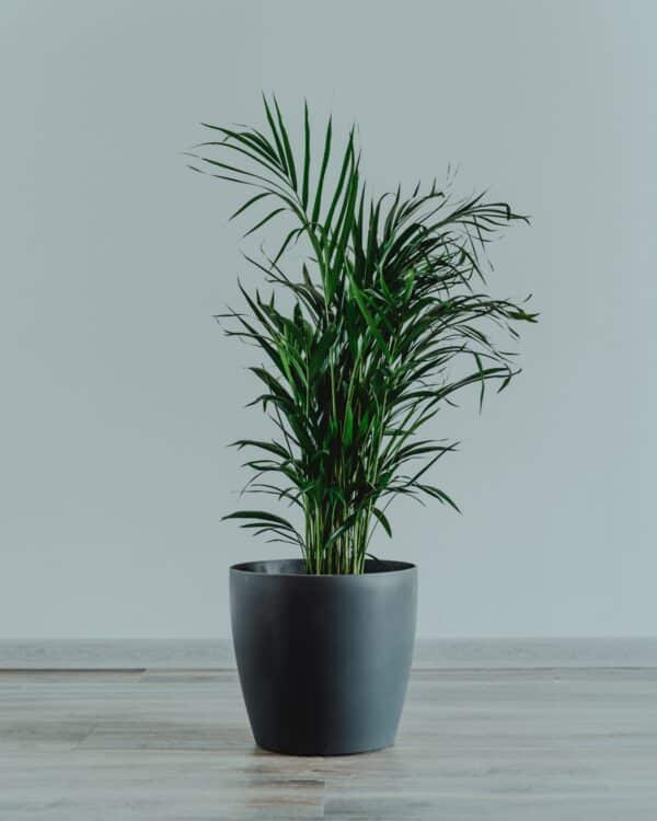 Plant -Areca Bamboo